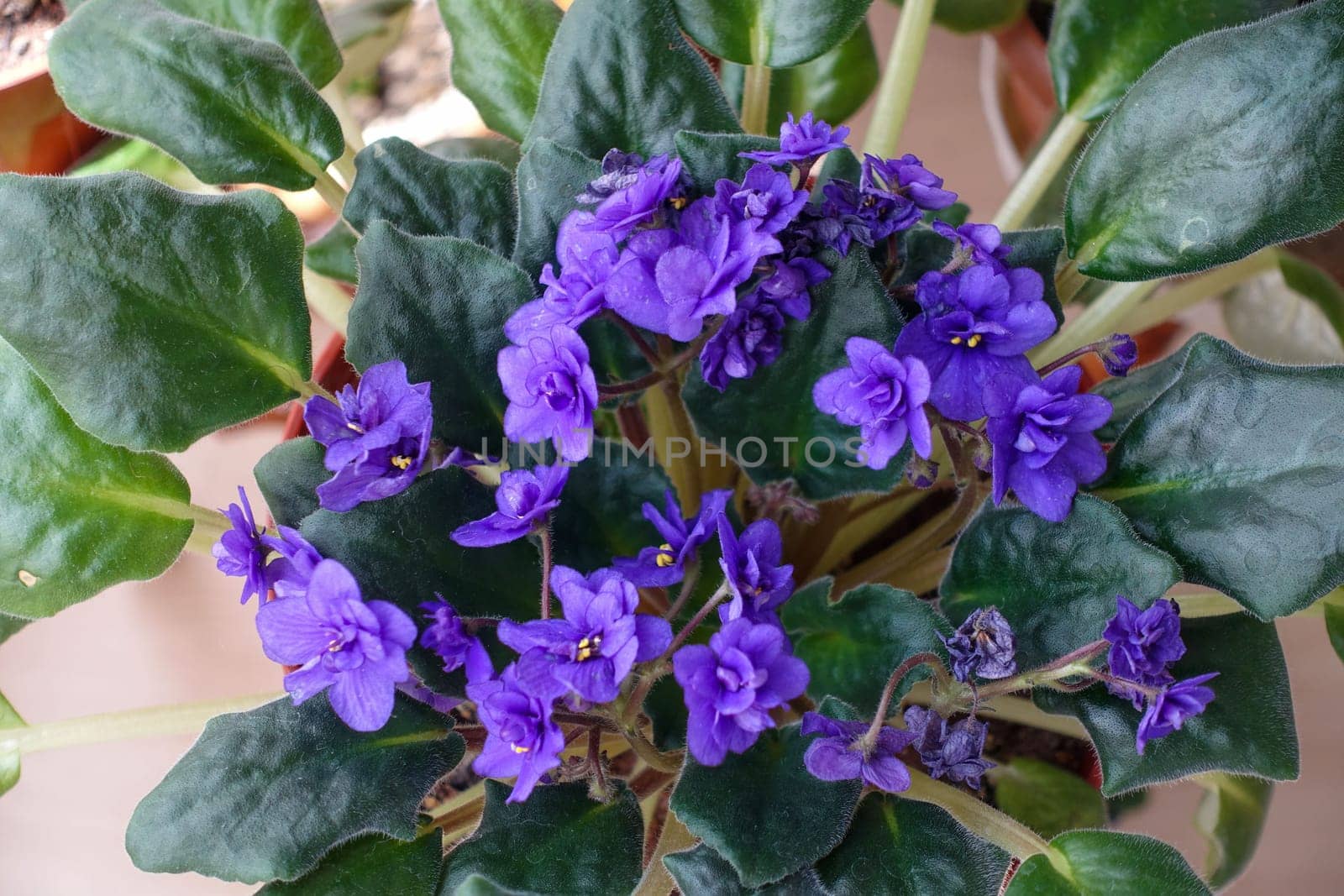 purple violet flower in a pot in the living room of a house, indoor ornamental plants, blue violet flower, by nhatipoglu