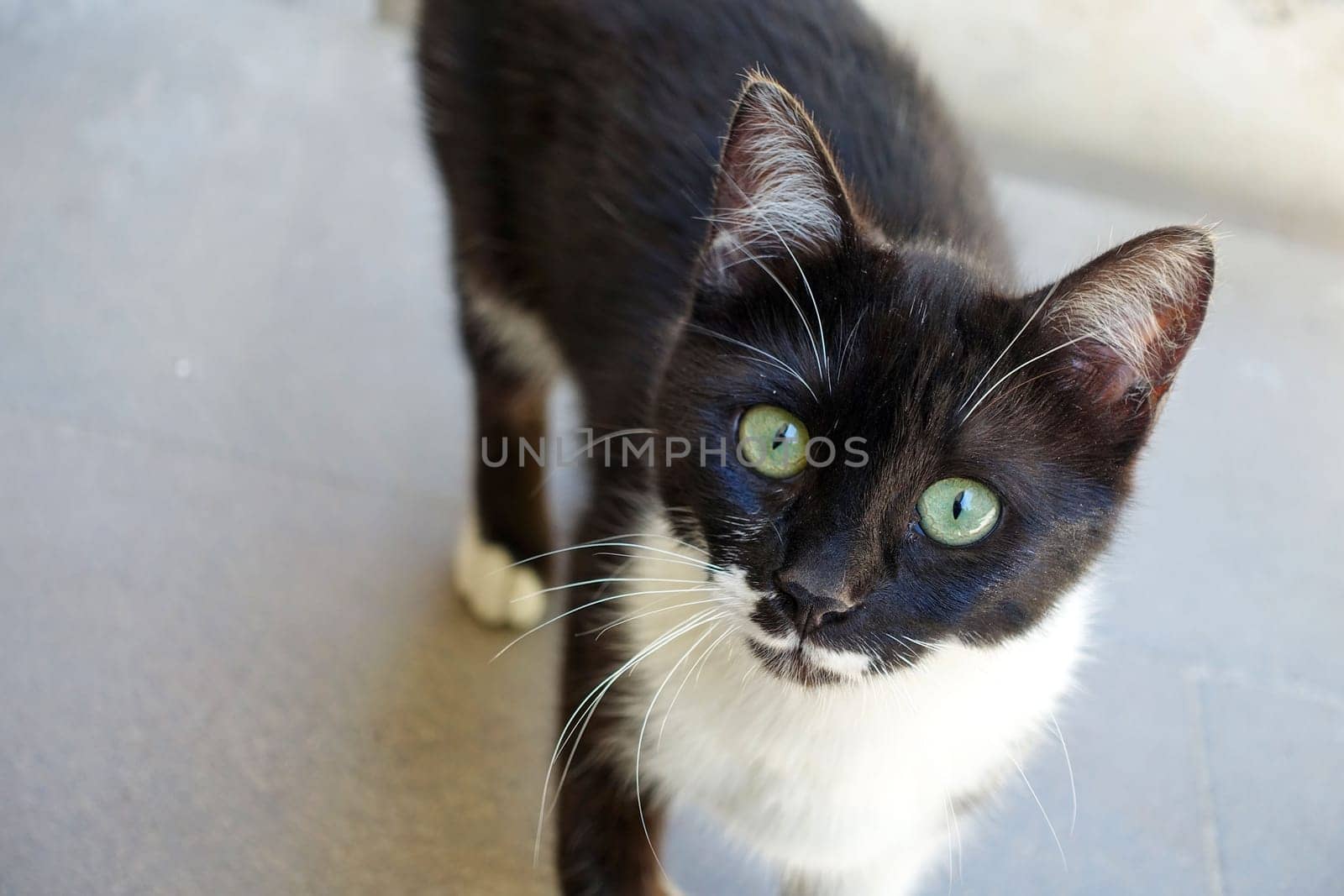 a black cat with its tail cut off in a house window, the ugly stray cat,