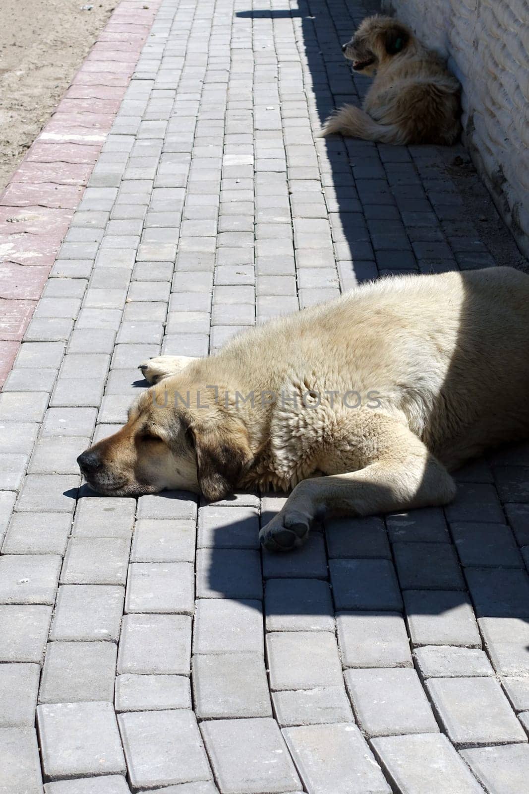 stray dogs lying on street pavements, stray dogs in the city,