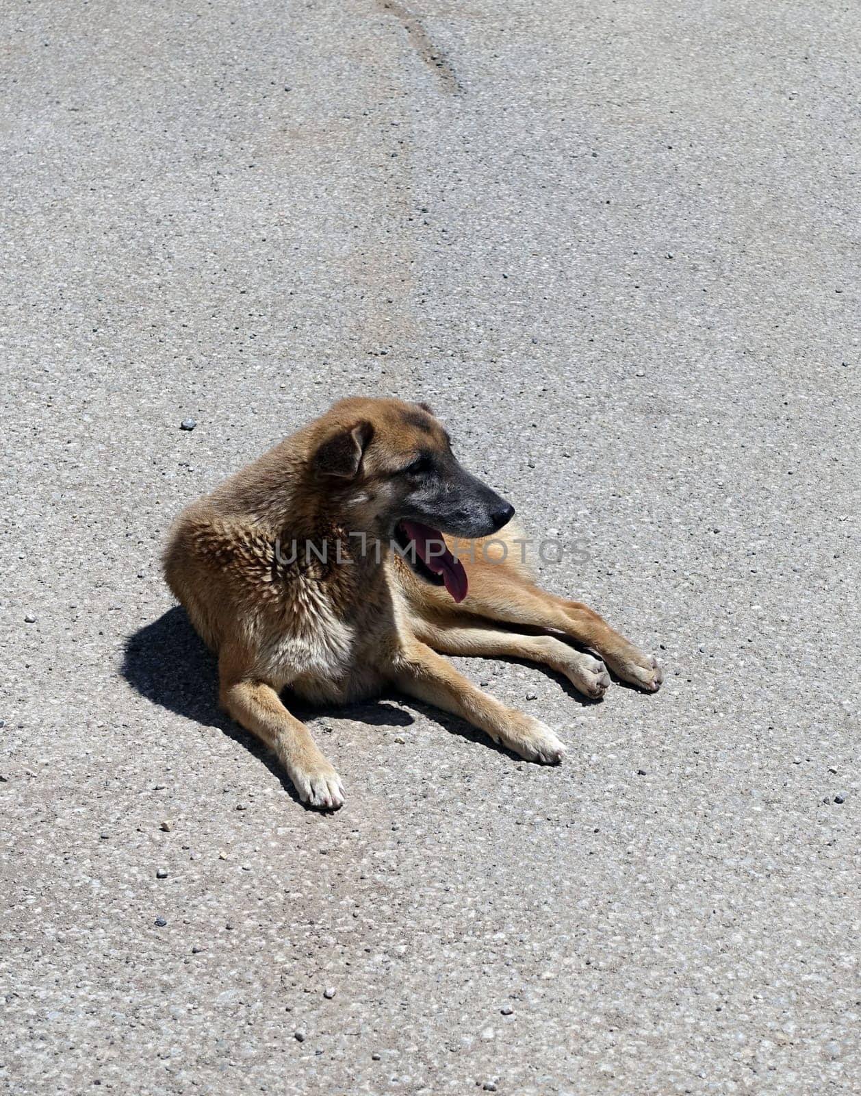 stray dogs lying on street pavements, tired dog breathing fast, by nhatipoglu