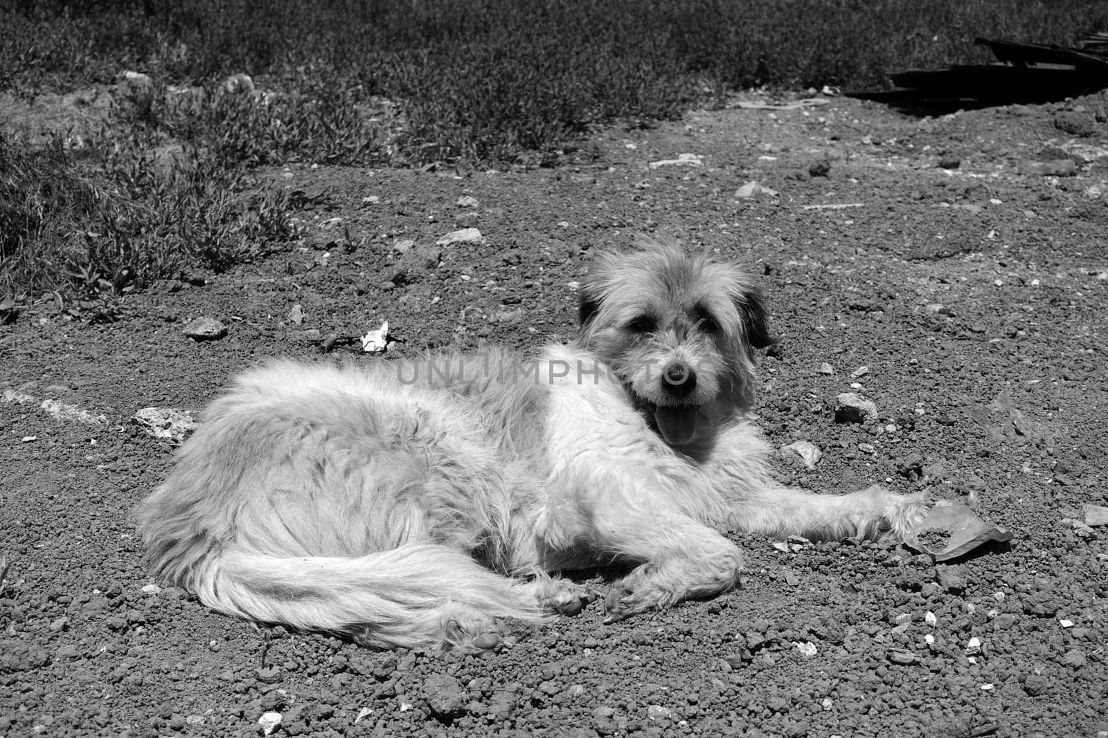 Silky Terrier dog lying on street pavements, Silky Terrier hairy stray dog,