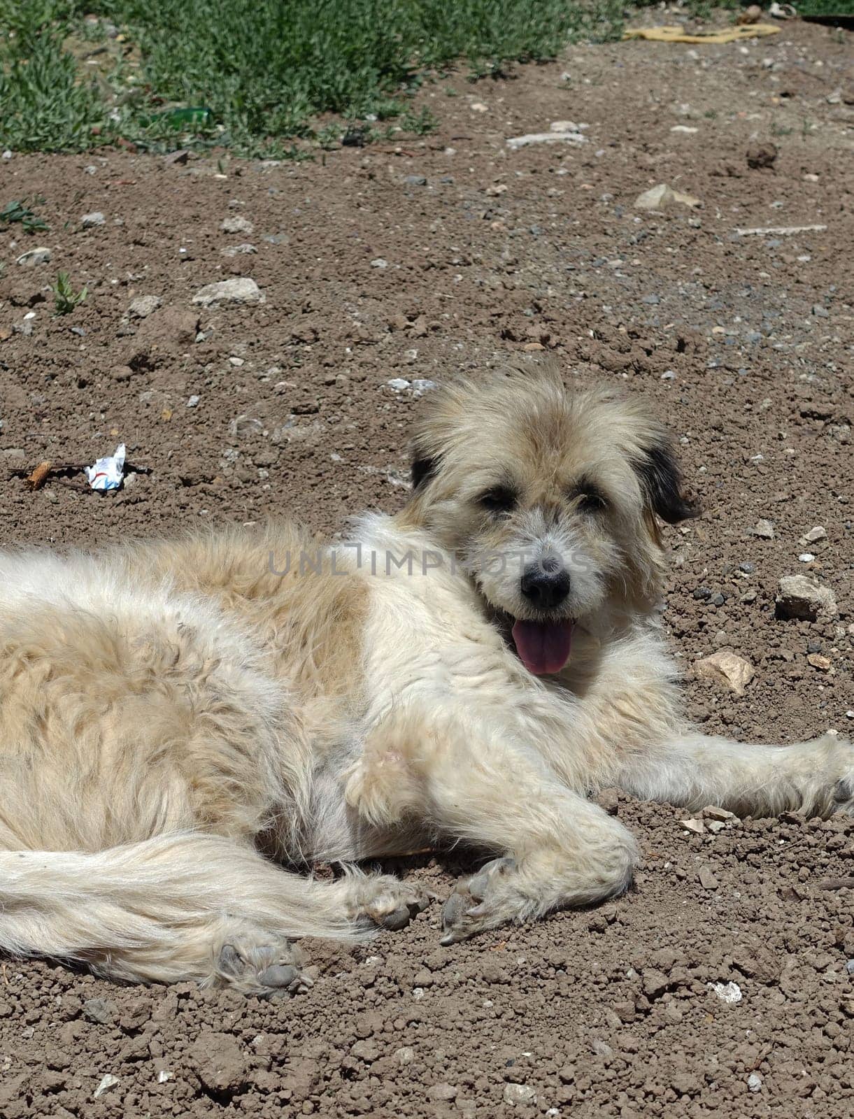 Silky Terrier dog lying on street pavements, Silky Terrier hairy stray dog,