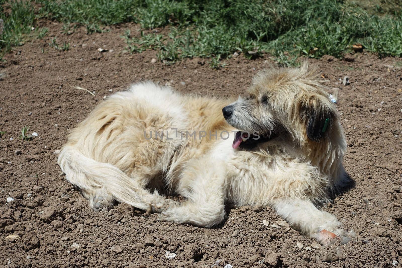 Silky Terrier dog lying on street pavements, Silky Terrier hairy stray dog, by nhatipoglu