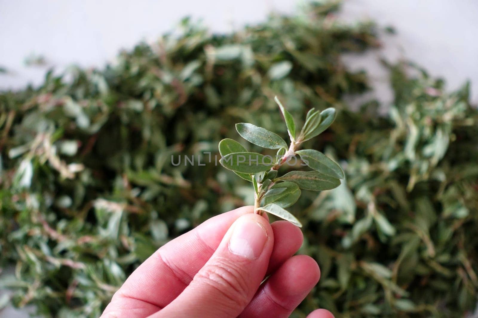 Madımak grass for yozgat madımak dish, by nhatipoglu