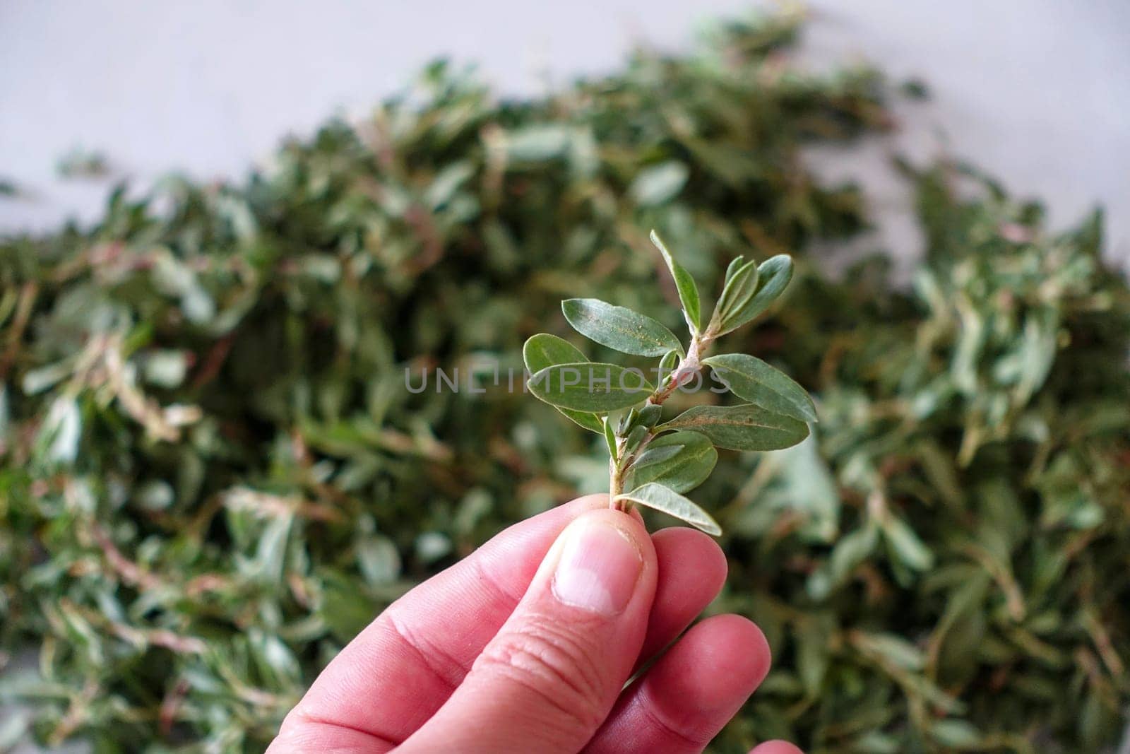 Madımak grass for yozgat madımak dish, by nhatipoglu