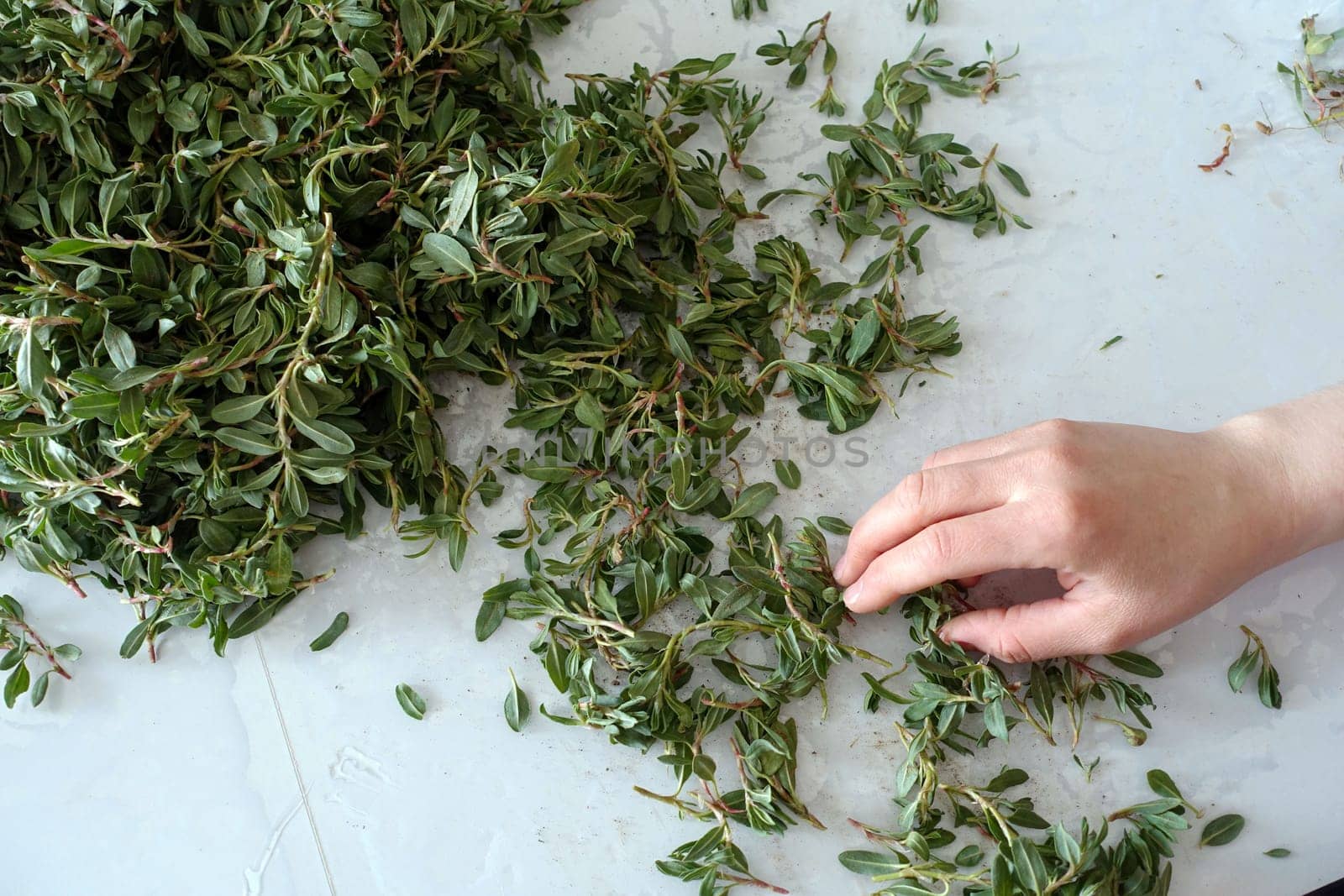 Madımak grass for yozgat madımak dish, by nhatipoglu