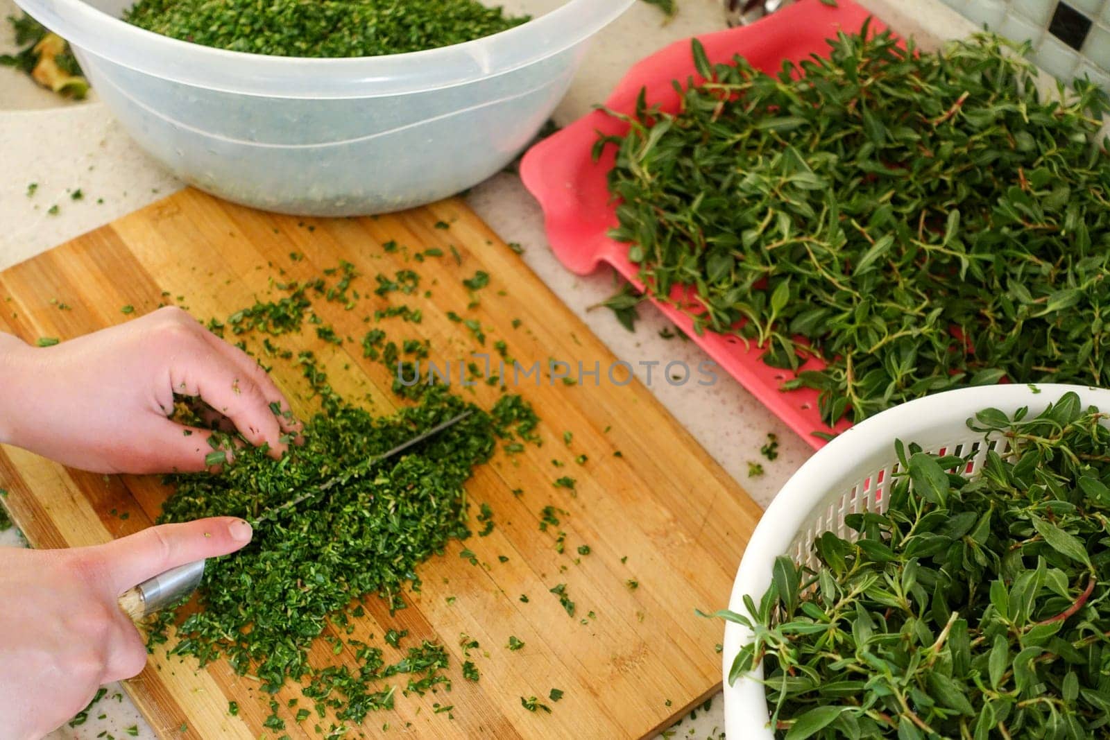 In Turkey, chopping madımak grass from herbal food, Madımak grass for yozgat madımak dish, by nhatipoglu