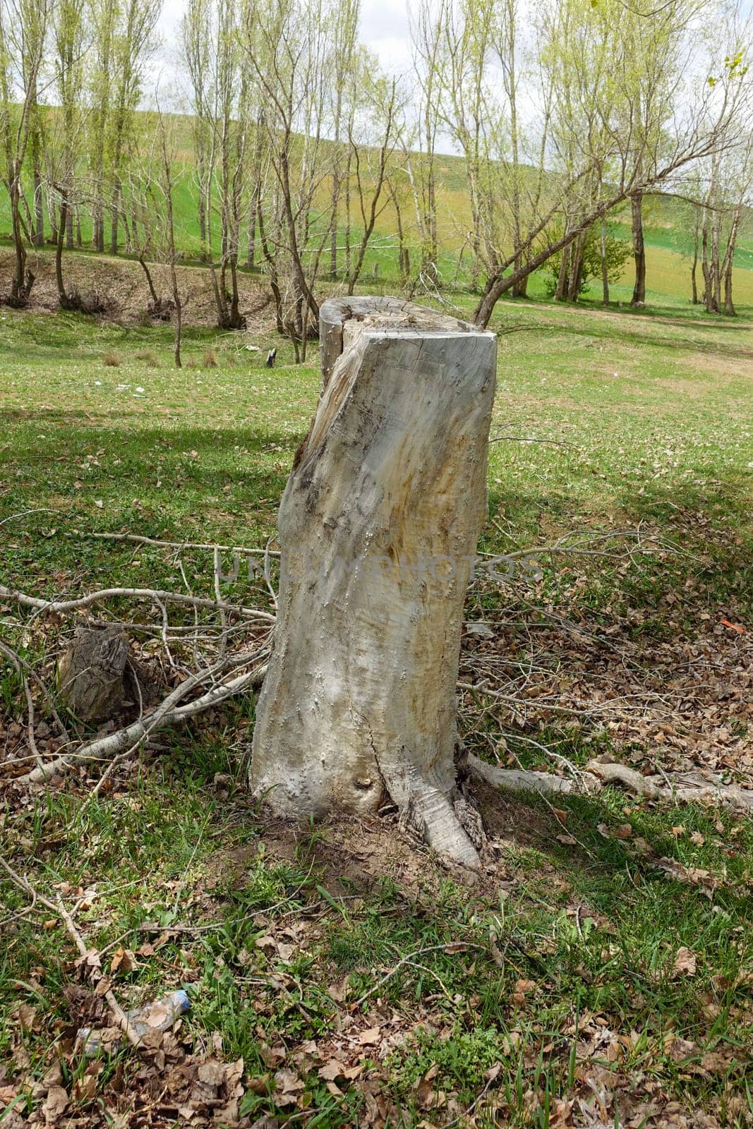 dry poplar tree, dry tree stump, dry tree with roots,