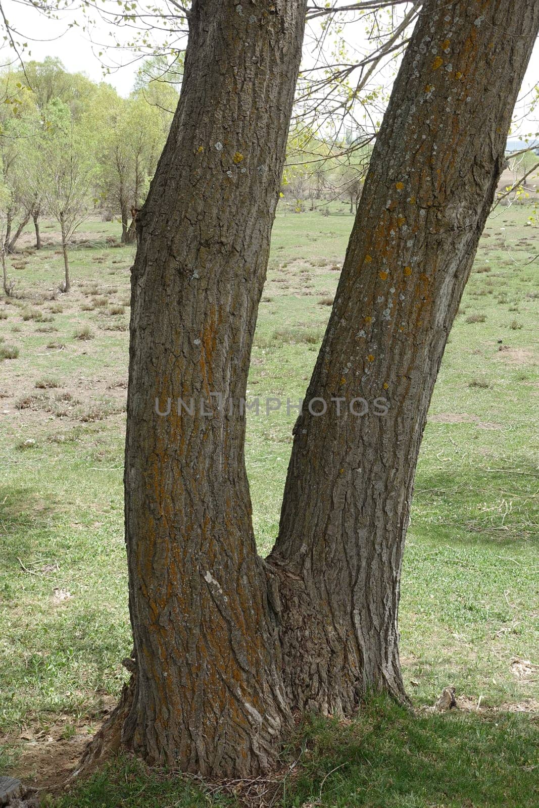 thick poplar trees in continental climate,