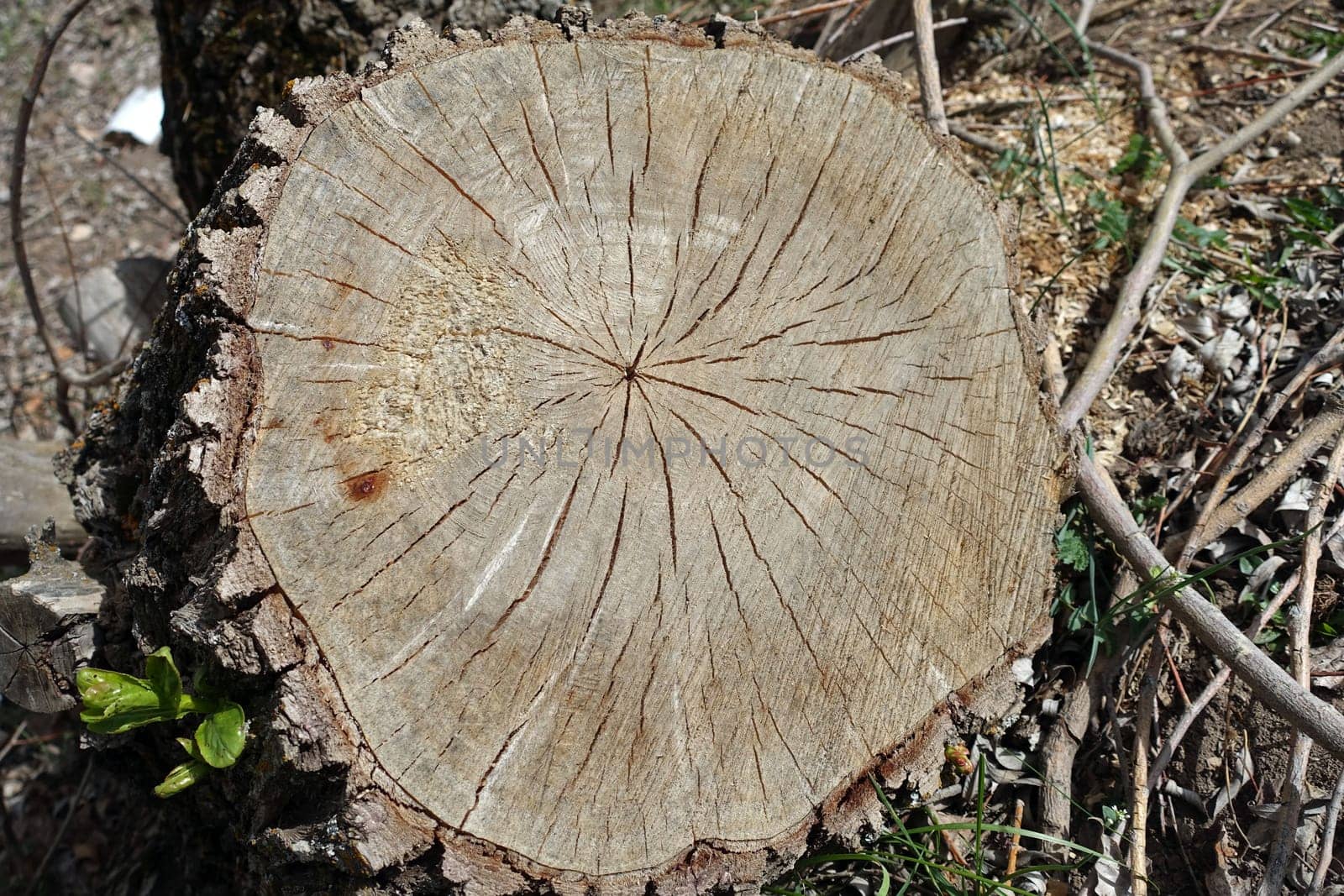 The tree stump cut with a chainsaw started to green from the edge, the greening poplar tree stumps,