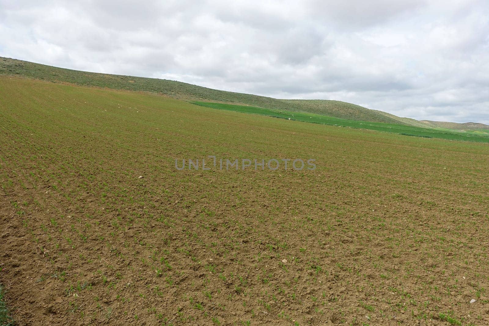 lentil plantations in continental climate, newly sprouting lentil plant, green lentil plant sprouting in the field,