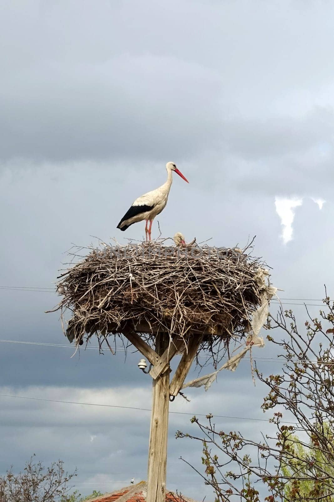 a stork's nest and a brooding female stork and a male stork next to it,