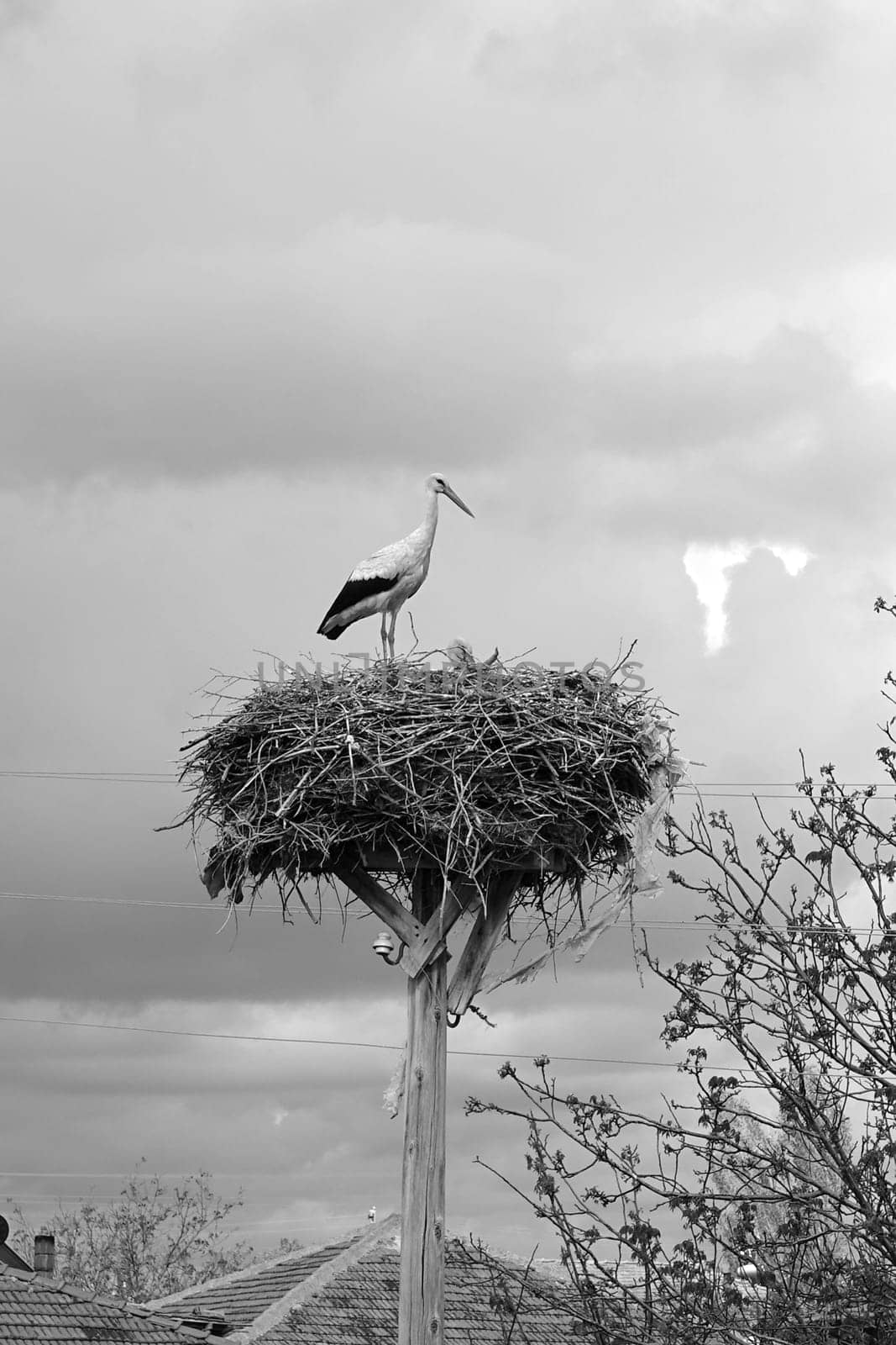 a stork's nest and a brooding female stork and a male stork next to it,