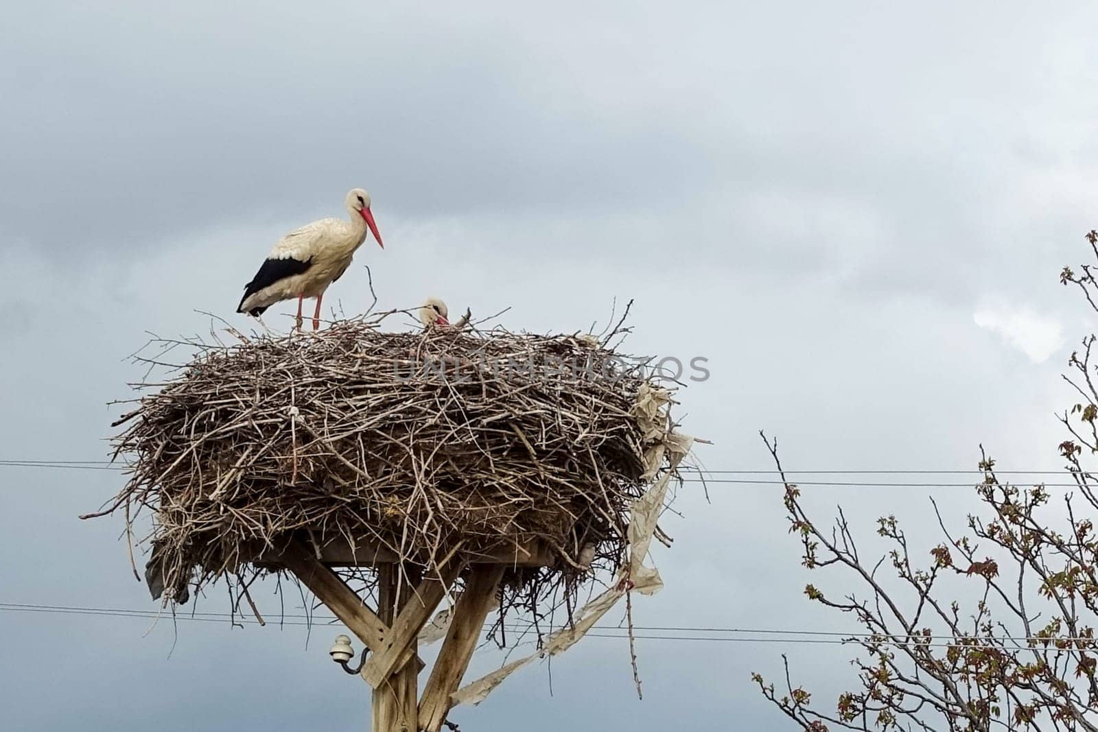 a stork's nest and a brooding female stork and a male stork next to it, by nhatipoglu