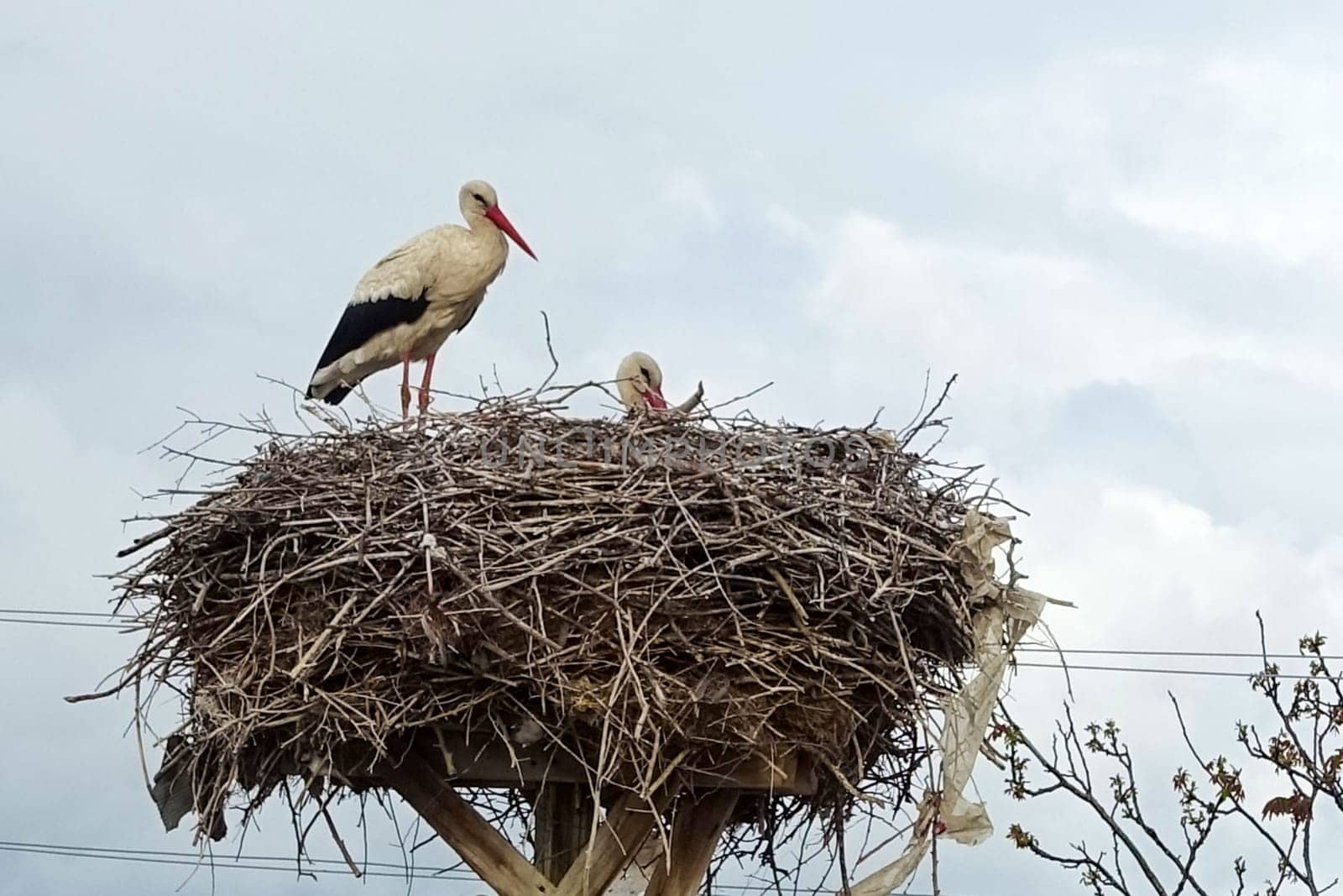 there is a stork's nest and a female stork and a male stork in the nest, in the spring the storks return to their nests,