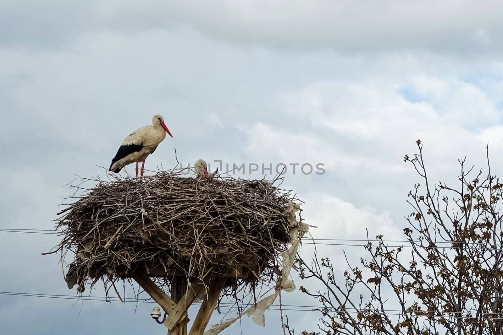 there is a stork's nest and a female stork and a male stork in the nest, in the spring the storks return to their nests,