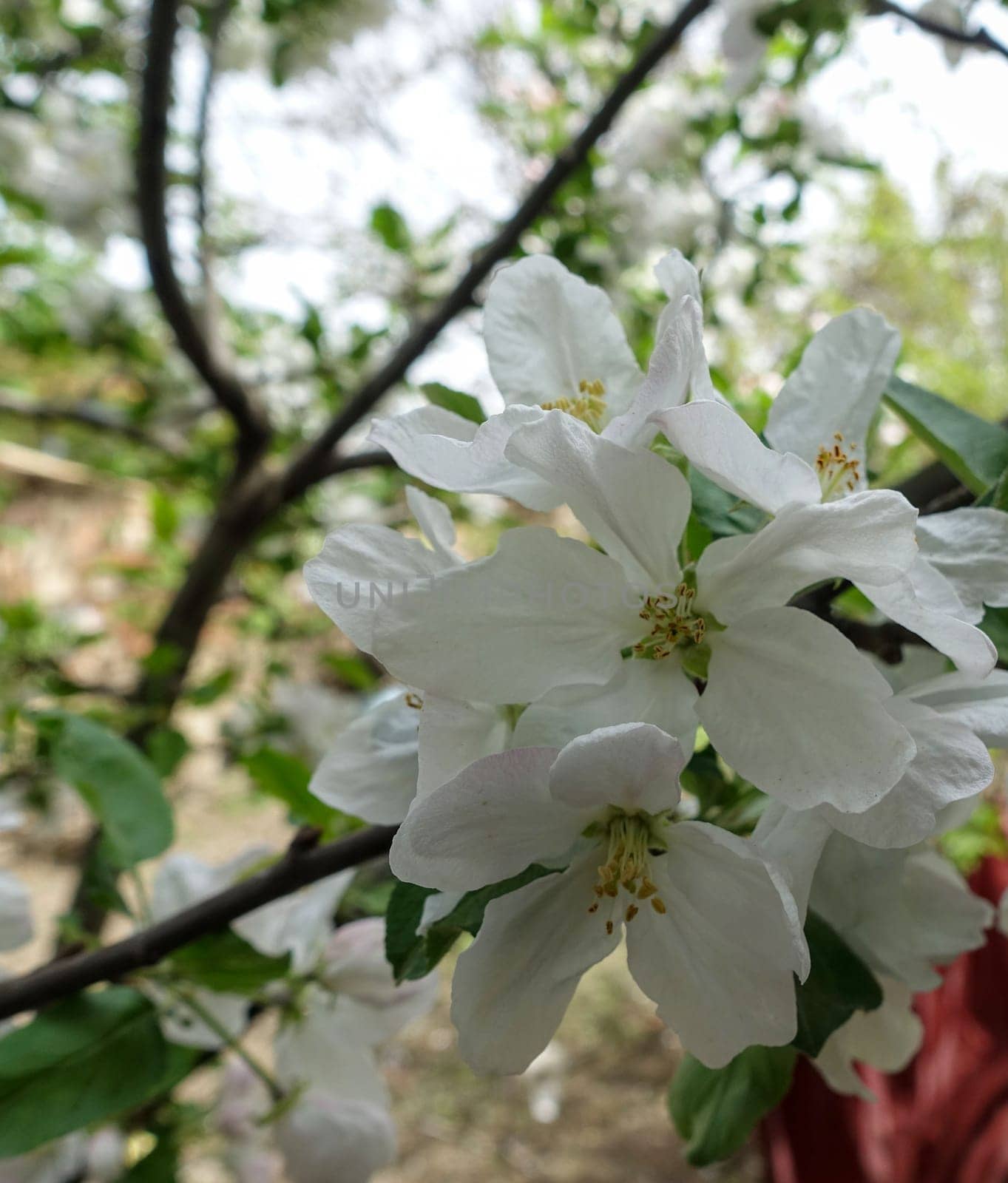 apple tree blooming in spring, apple tree blossom by nhatipoglu