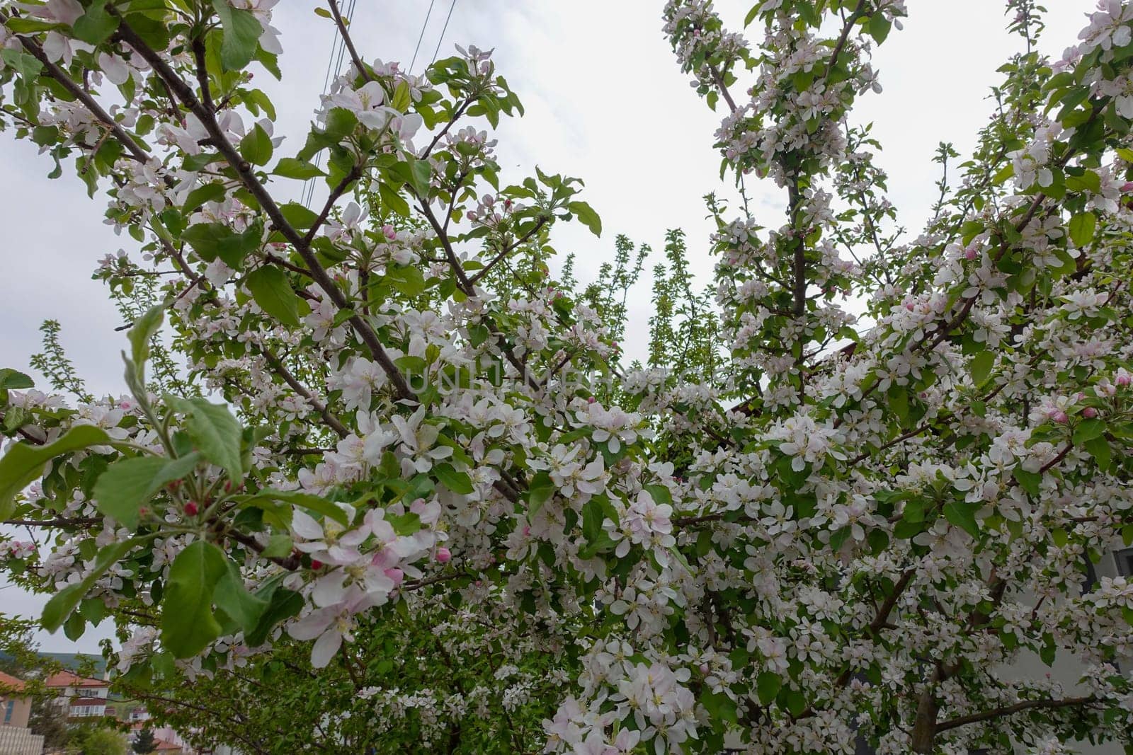 apple tree blooming in spring, apple tree blossom by nhatipoglu