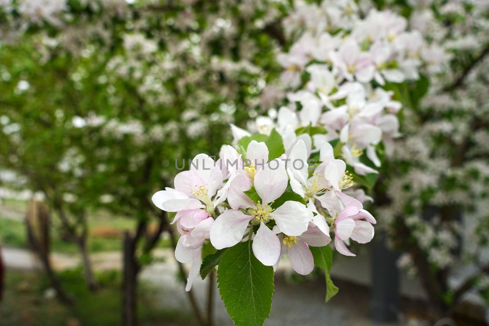 apple tree blooming in spring, apple tree blossom by nhatipoglu