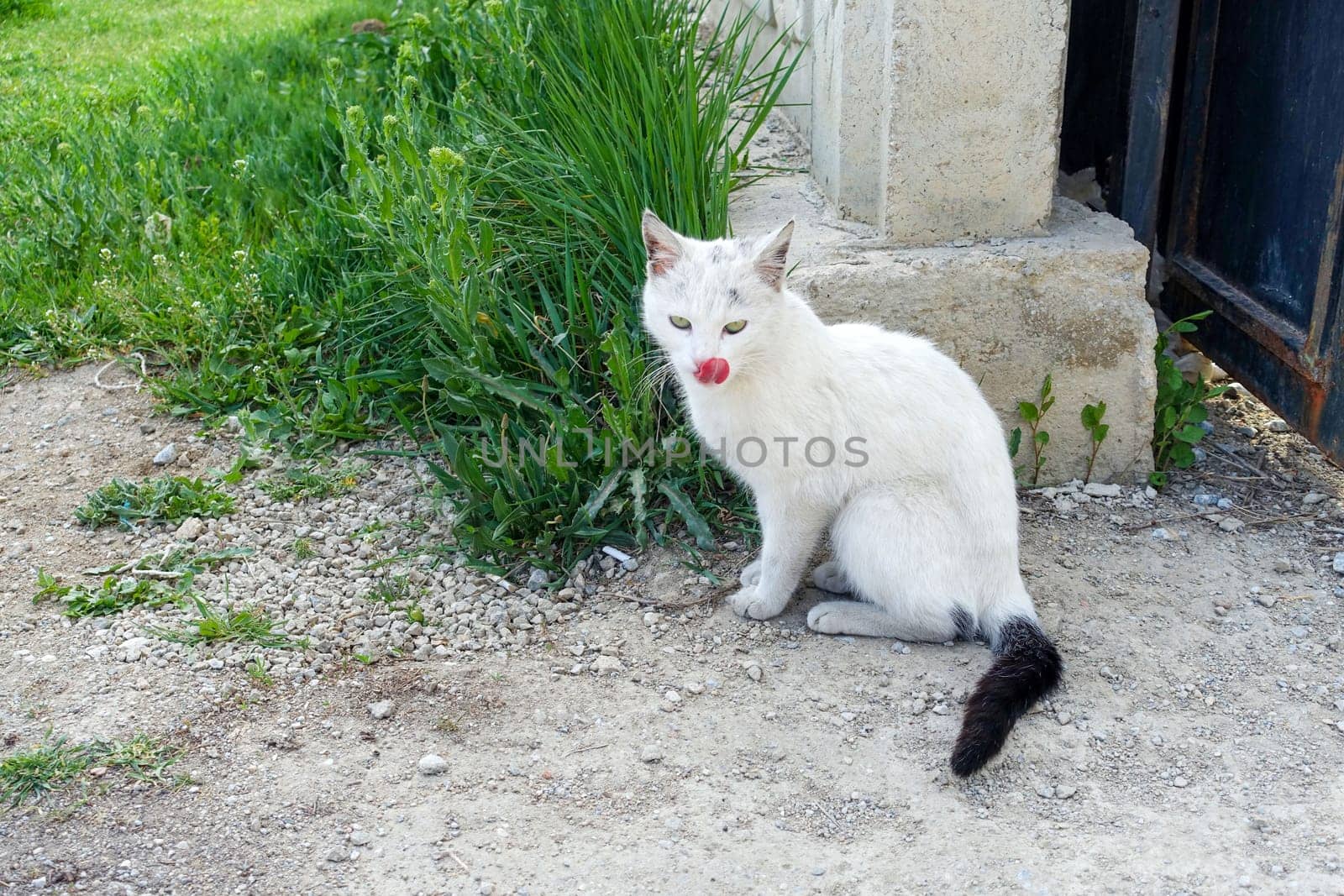 a cat with its tongue out, cute cat sticking out its tongue, by nhatipoglu