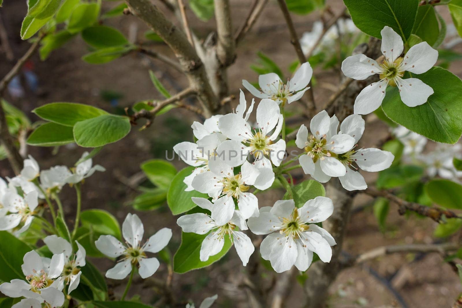 pear tree blooming in spring, pear tree flower, by nhatipoglu