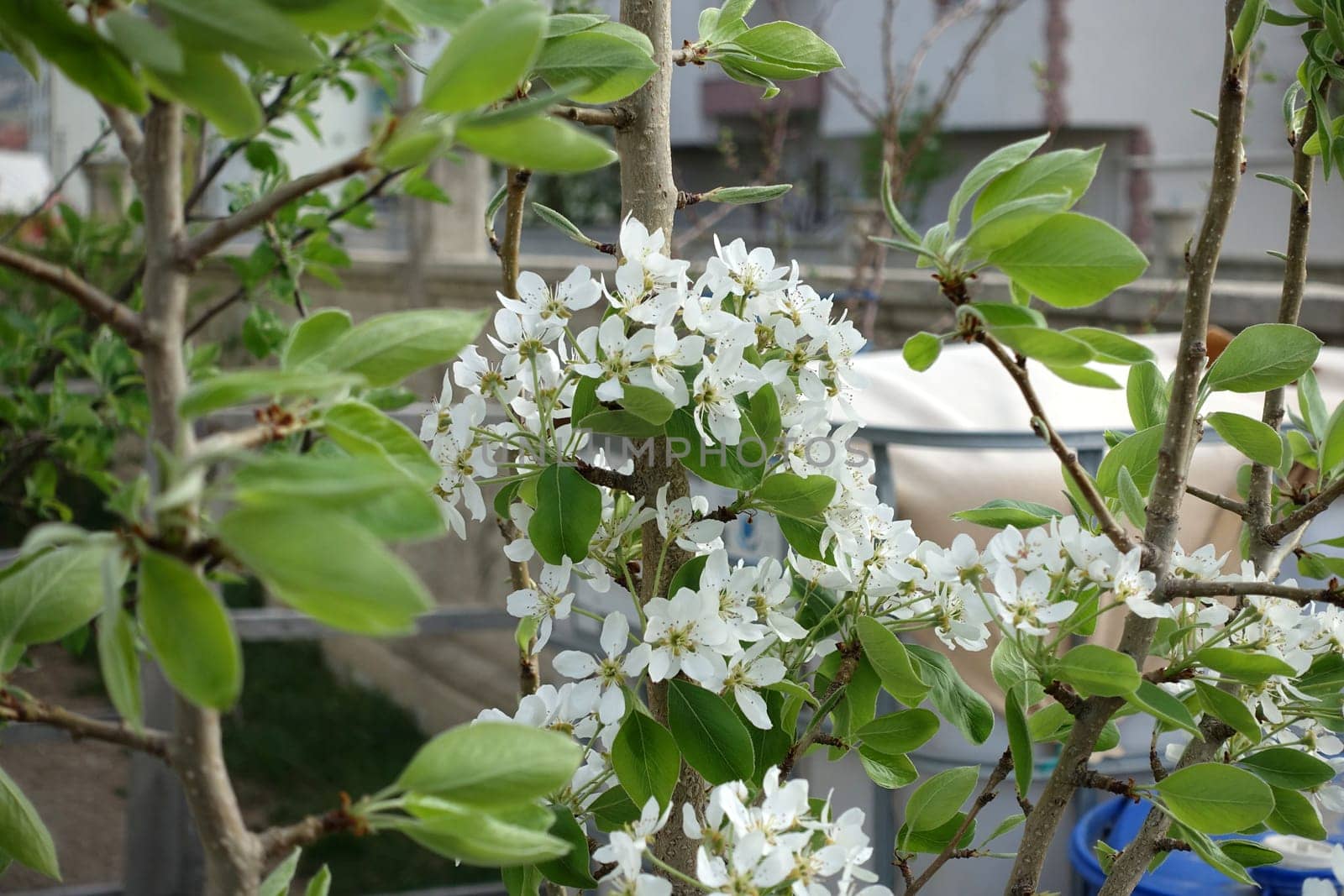 pear tree blooming in spring, pear tree flower, by nhatipoglu