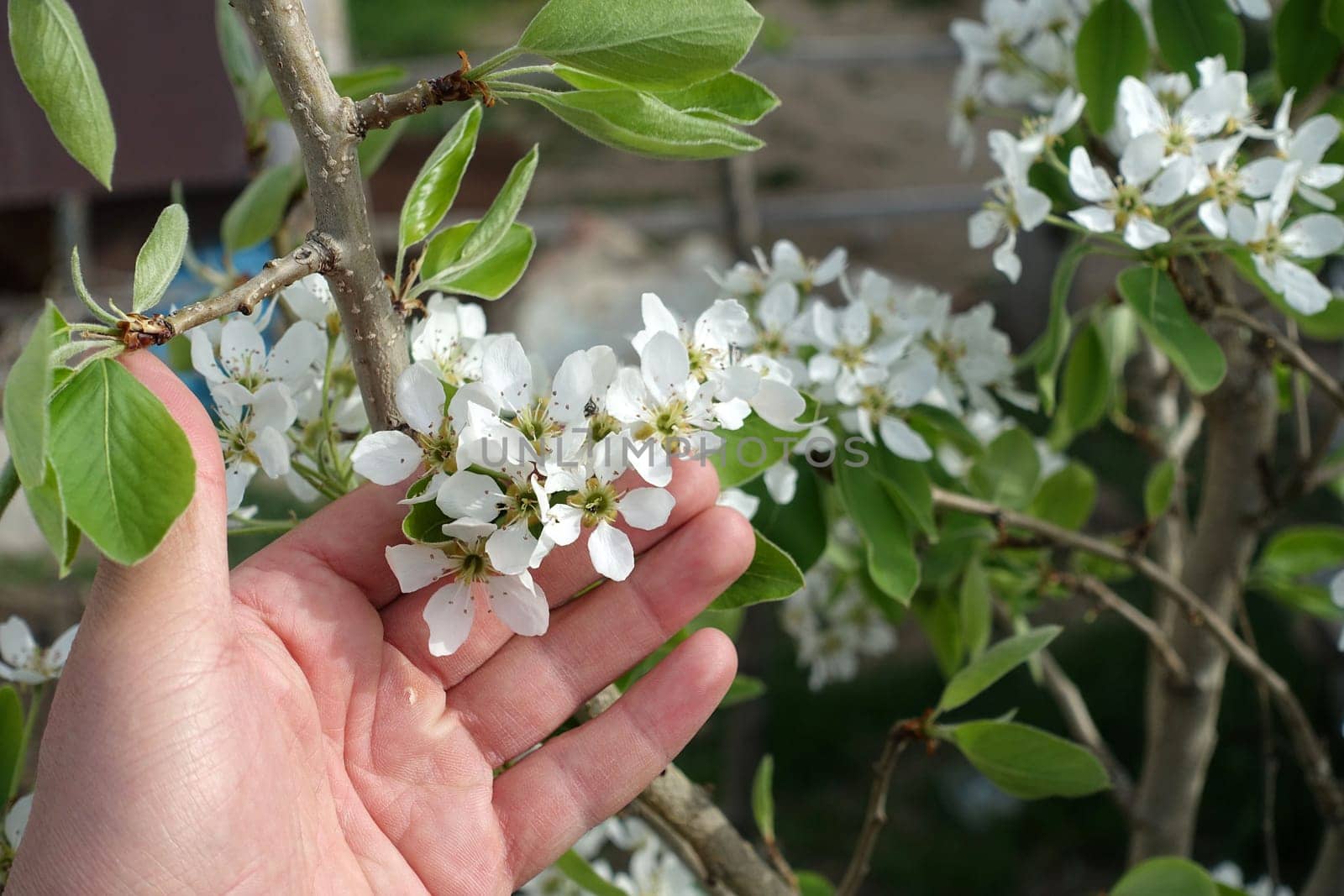 pear tree blooming in spring, pear tree flower, by nhatipoglu