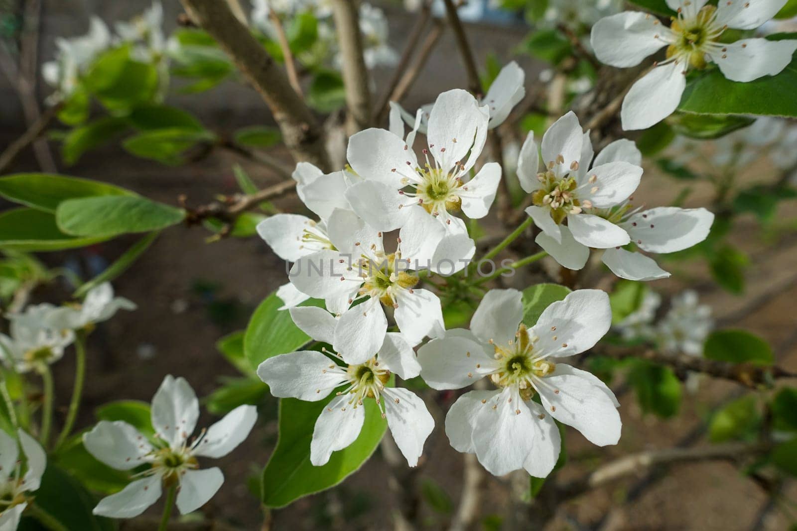 pear tree blooming in spring, pear tree flower, by nhatipoglu