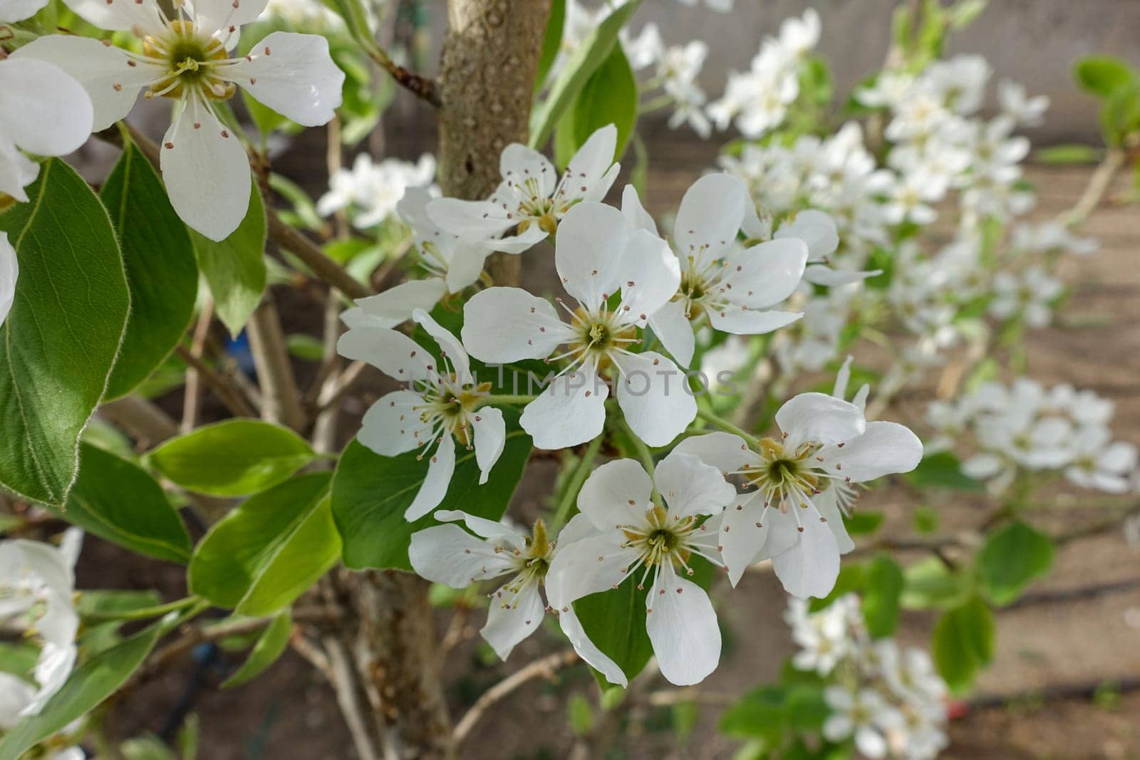 pear tree blooming in spring, pear tree flower, by nhatipoglu