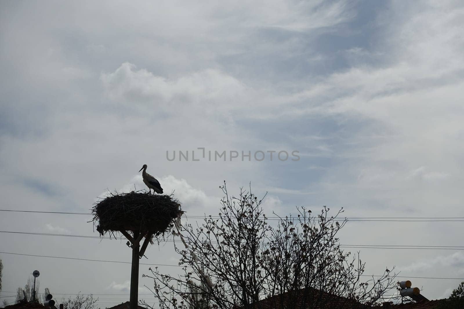 stork silhouette in stork's nest at night, stork silhouette shot,