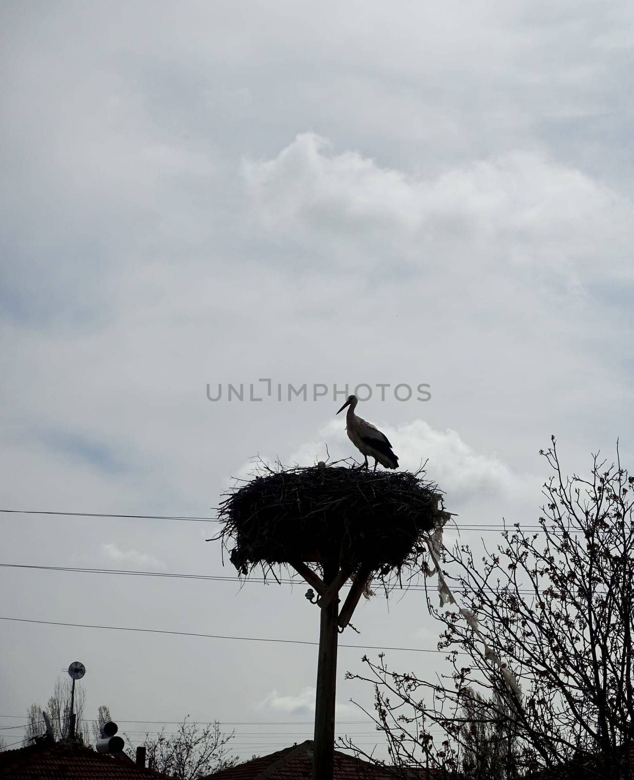 stork silhouette in stork's nest at night, stork silhouette shot,