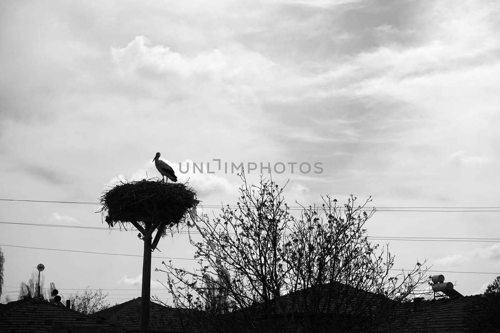 stork silhouette in stork's nest at night, stork silhouette shot,