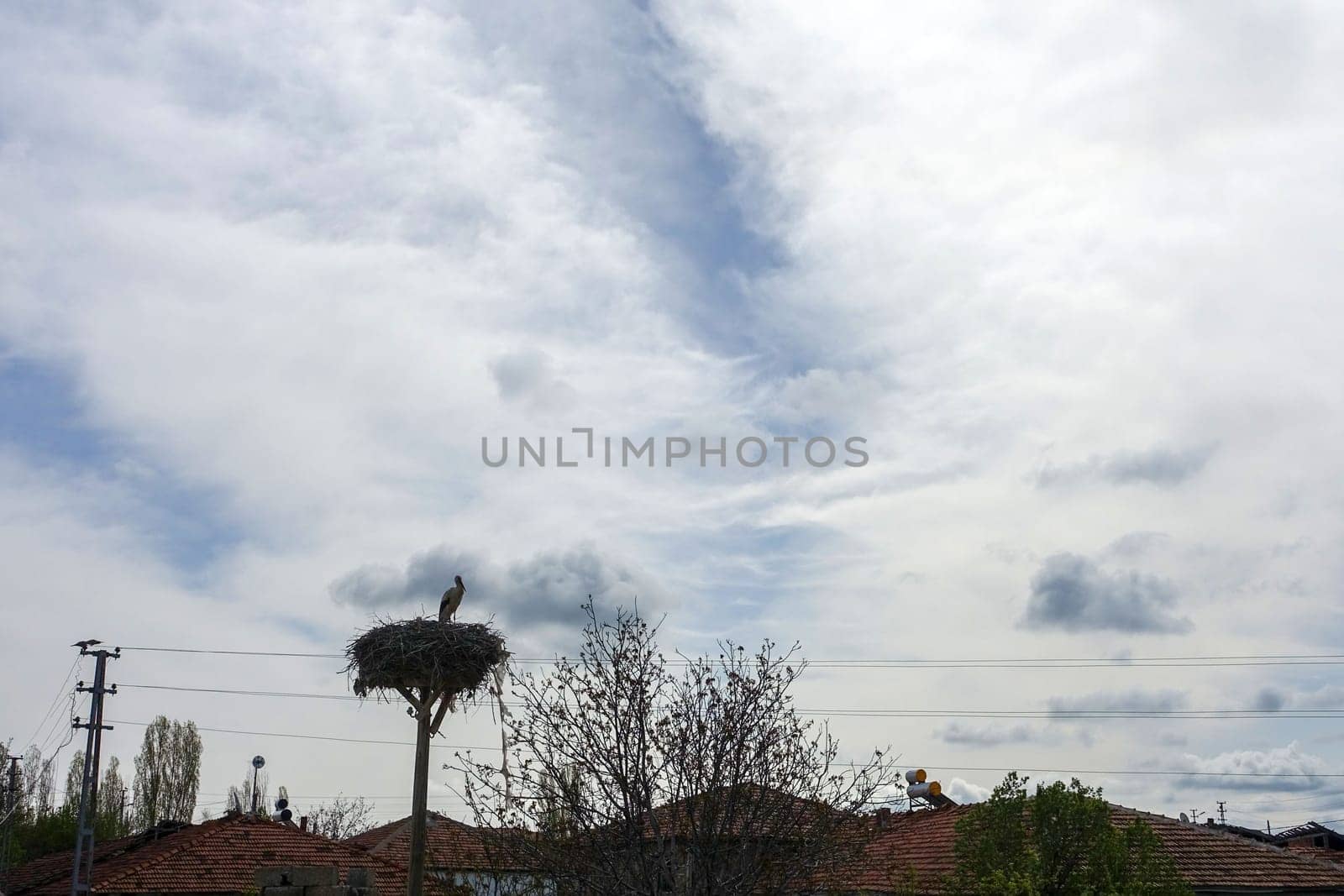 stork silhouette in stork's nest at night, stork silhouette shot, by nhatipoglu