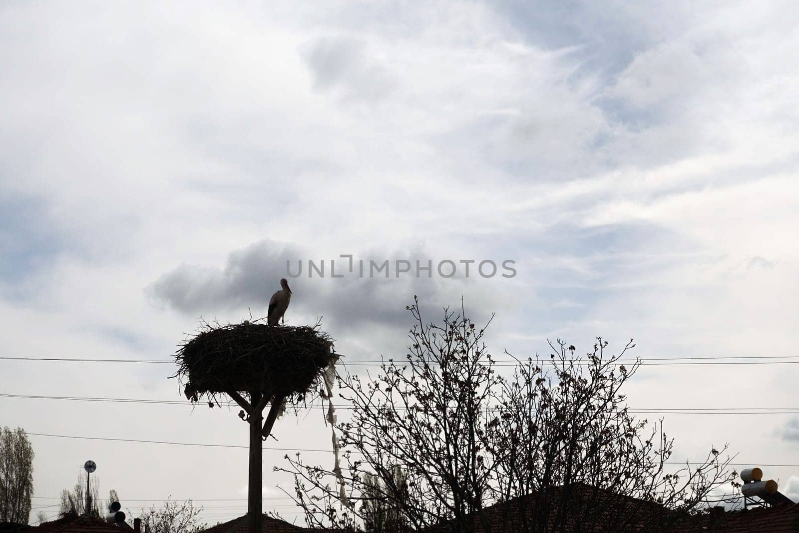 stork silhouette in stork's nest at night, stork silhouette shot, by nhatipoglu