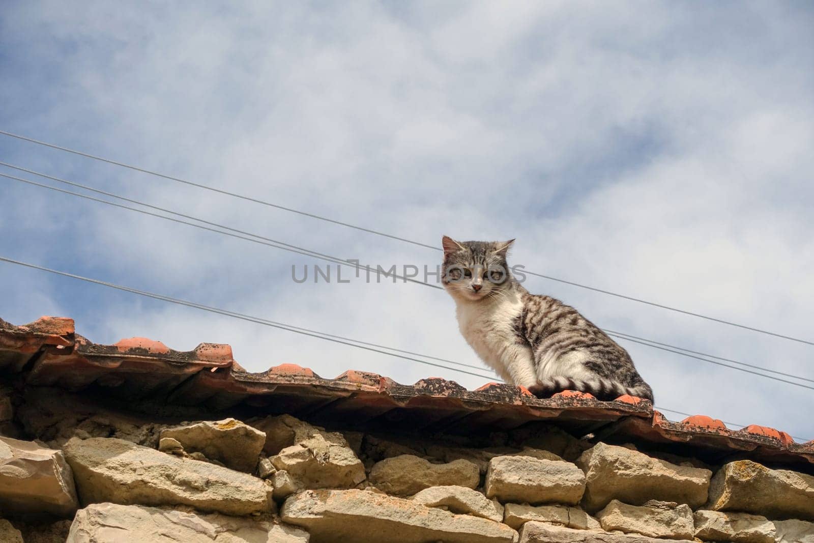 a cat wandering on the wall in the village, the cute country cat, by nhatipoglu