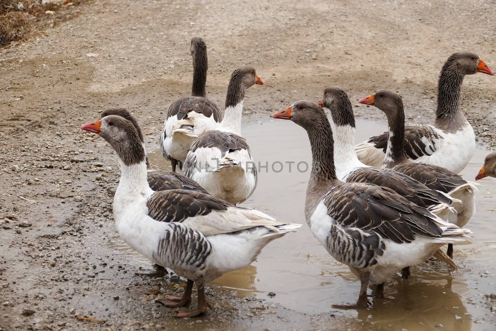 domestic geese in the village,goose roaming and feeding freely in the natural environment,close-up large amount of domestic geese, by nhatipoglu