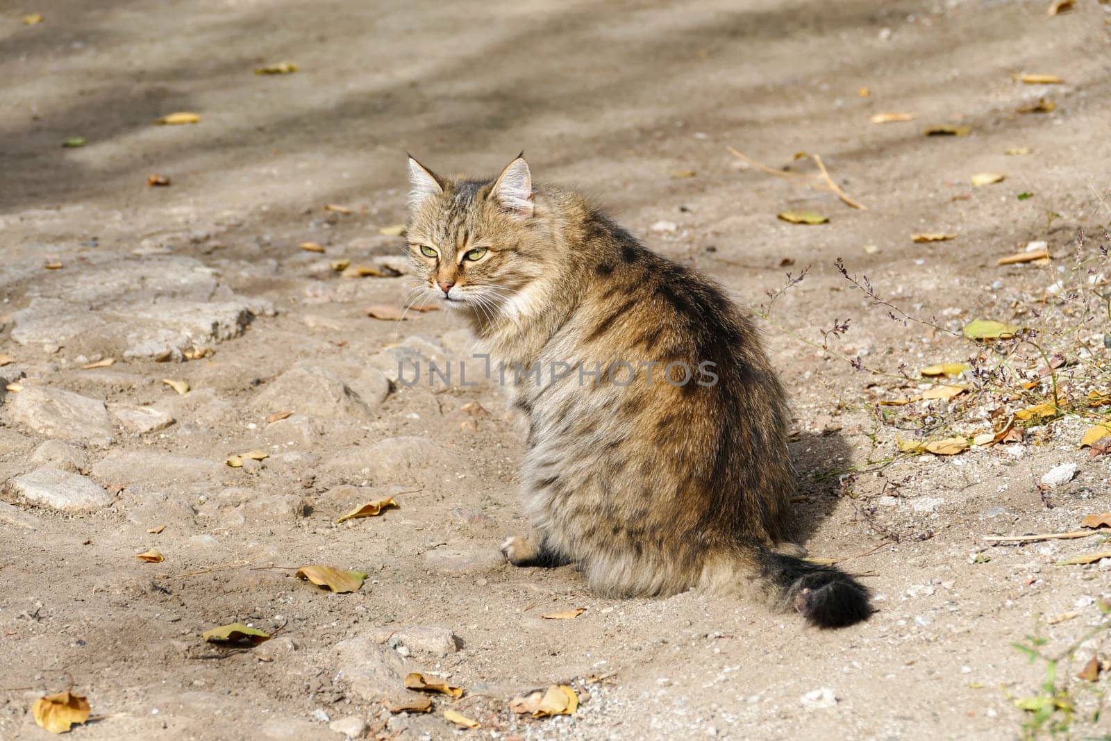 cute hypoallergenic stray cat,siberian cat,Hypoallergenic breed of cat