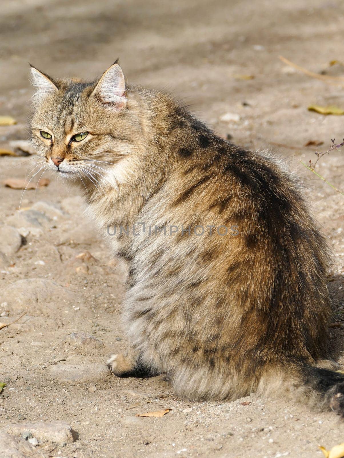 cute hypoallergenic stray cat,siberian cat,Hypoallergenic breed of cat