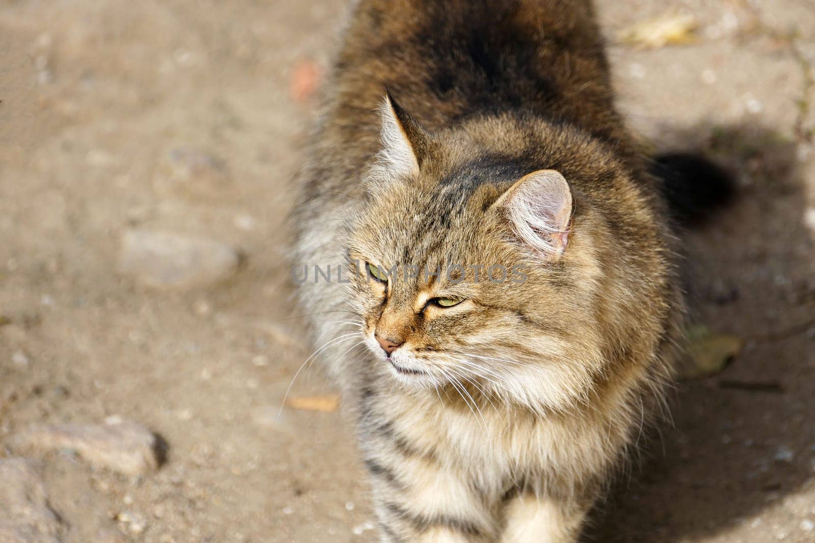 cute hypoallergenic stray cat,siberian cat,Hypoallergenic breed of cat