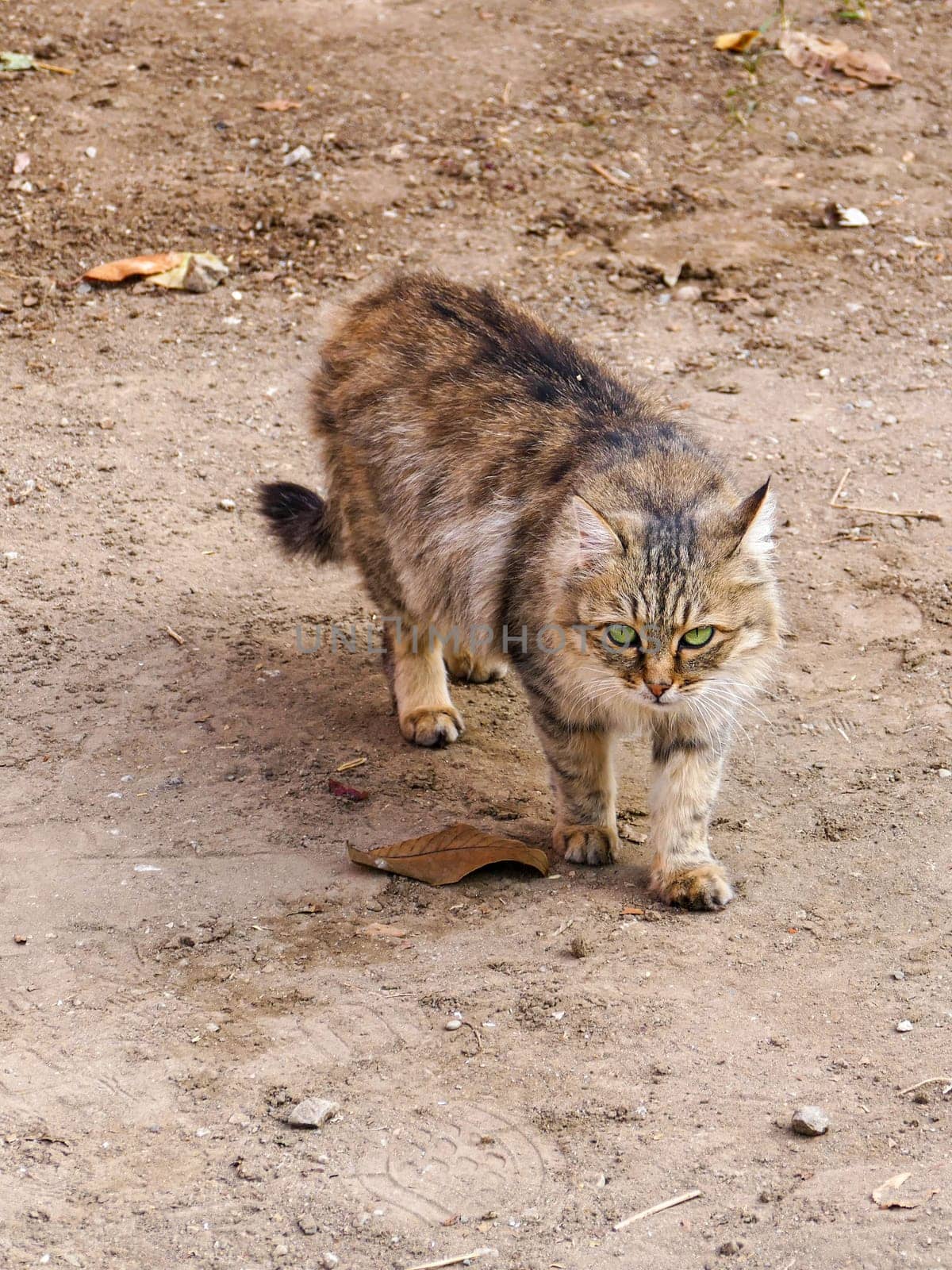 cute hypoallergenic stray cat,siberian cat,Hypoallergenic breed of cat