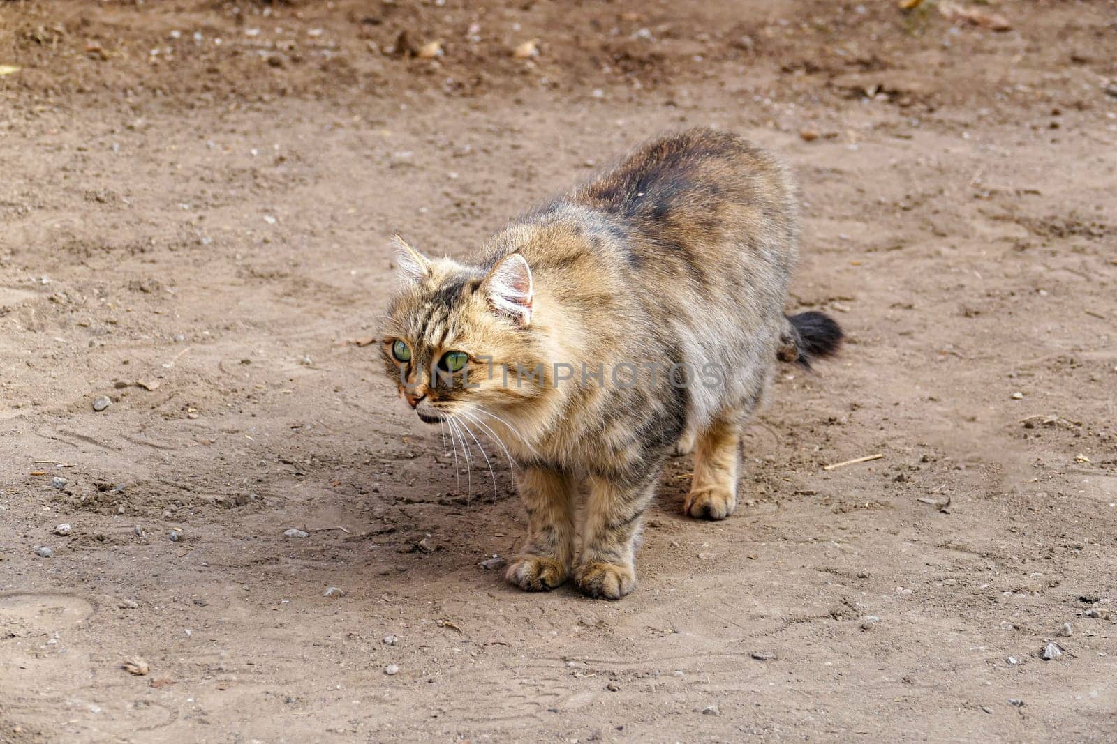 cute hypoallergenic stray cat,siberian cat,Hypoallergenic breed of cat by nhatipoglu