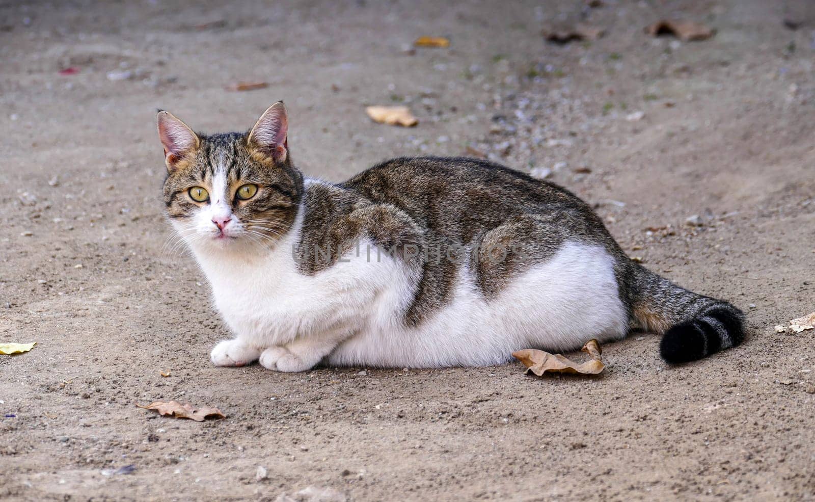 cute cat in white-gray color, street cat sitting on the floor, by nhatipoglu