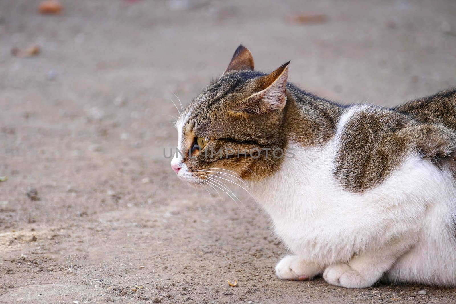 a cat spying on its prey, a cat waiting for a mouse with its ears pricked,