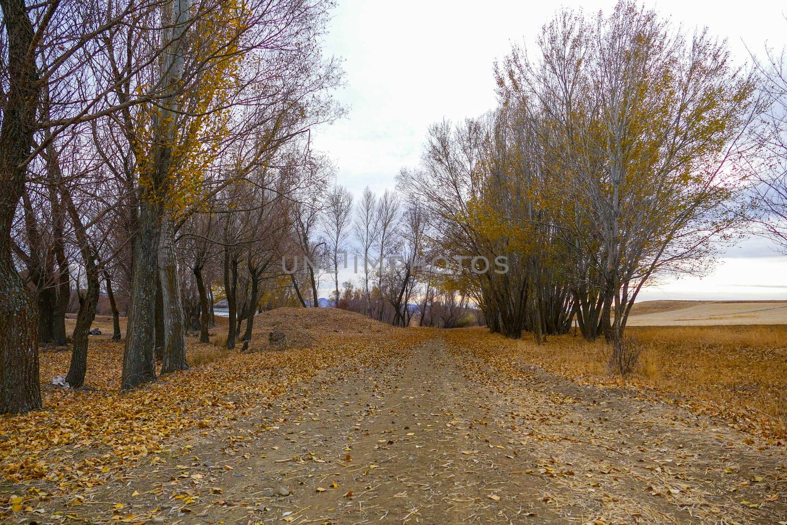 Poplar tree leaves falling on the ground in autumn, autumn tree and leaf landscapes,