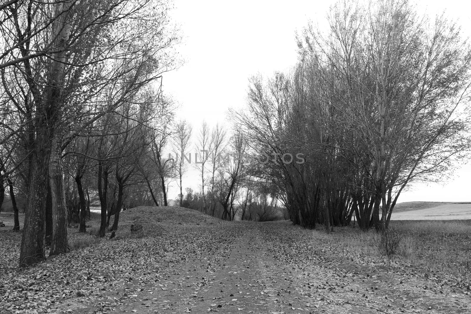 Poplar tree leaves falling on the ground in autumn, autumn tree and leaf landscapes,