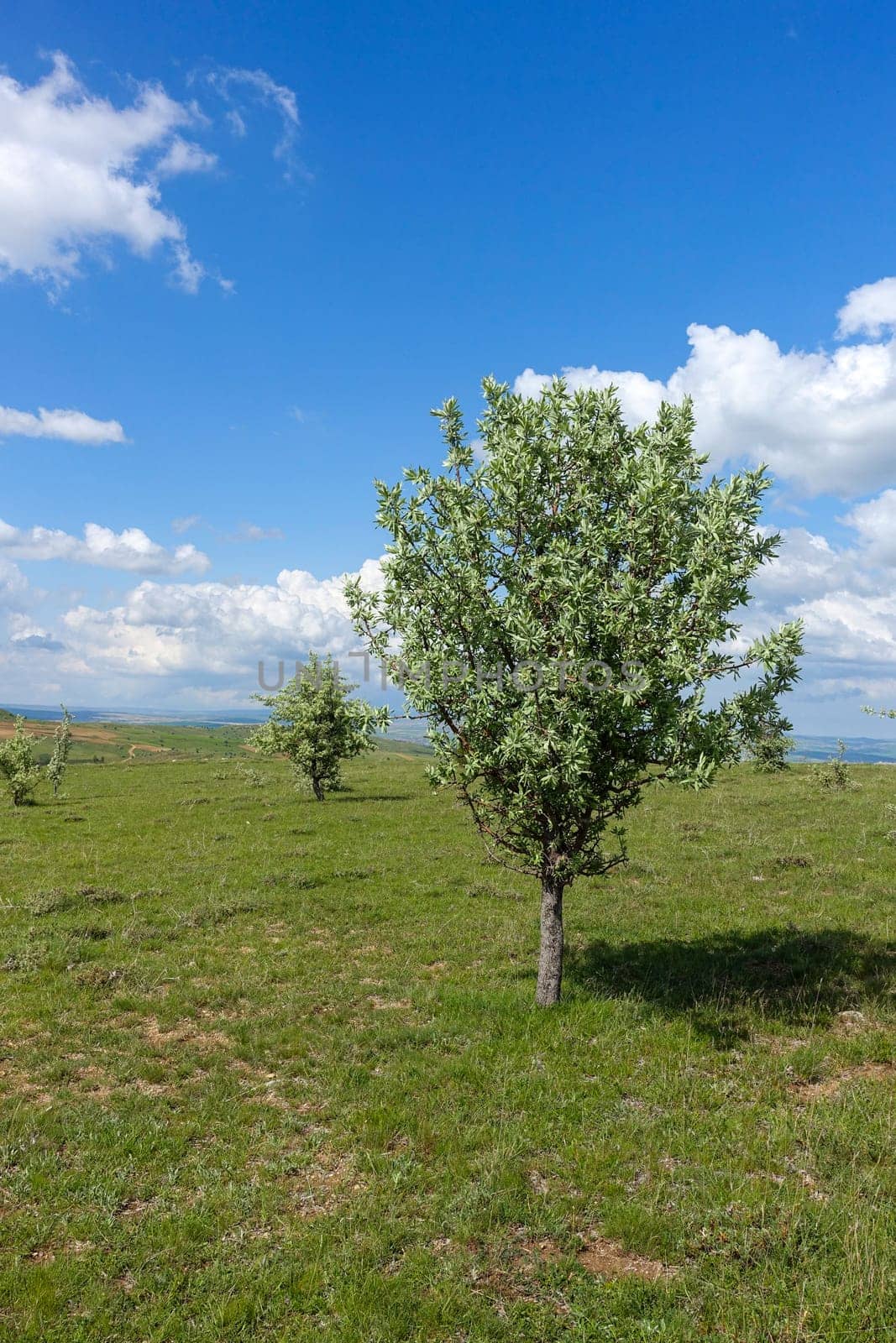 green landscape and single tree view, wonderful spring views, by nhatipoglu