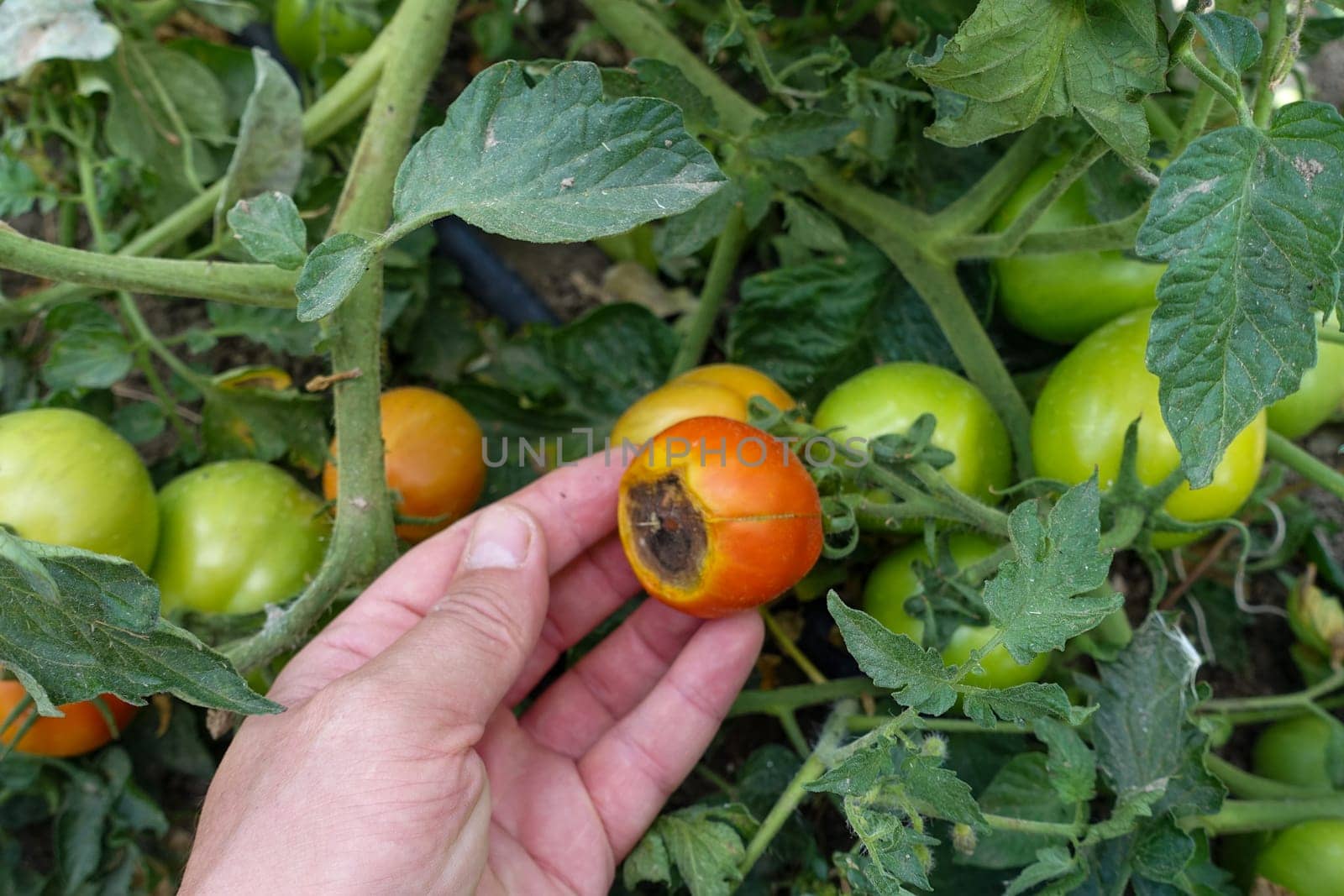 close-up tomato cultivation, tomato diseases, tomato fungal disease, diseased tomatoes,
