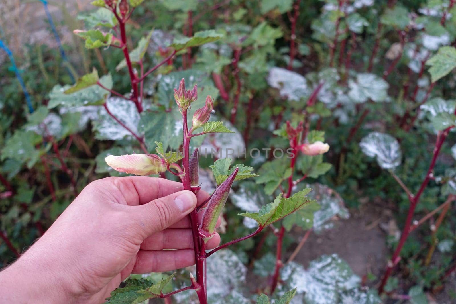 red okra, henna okra specific to Turkey, okra varieties, okra species,