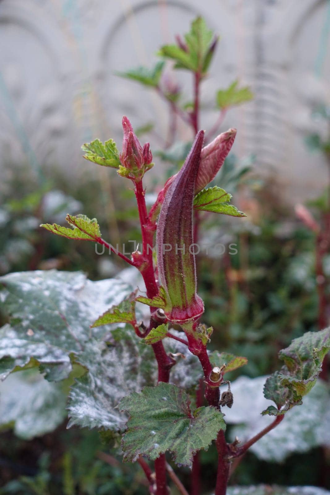 red okra, henna okra specific to Turkey, okra varieties, okra species, by nhatipoglu