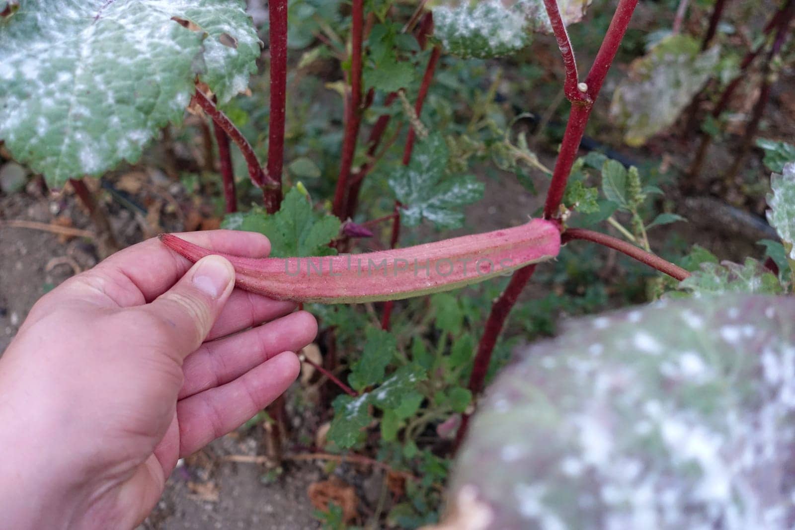 red okra, henna okra specific to Turkey, okra varieties, okra species, by nhatipoglu